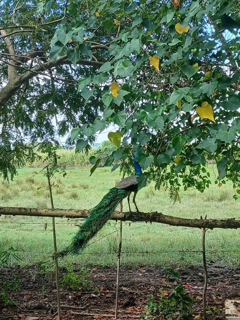 Hotel Lagoon Birds - Tangalle Zewnętrze zdjęcie